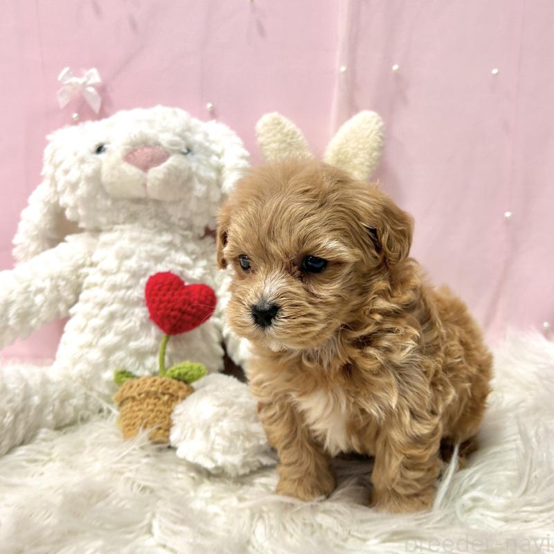 販売中の栃木県のマルプー:マルチーズ×トイプードル-445901の6枚目