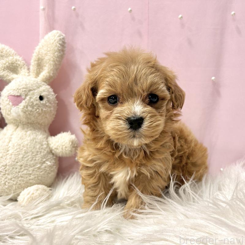 販売中の栃木県のマルプー:マルチーズ×トイプードル-445901の5枚目