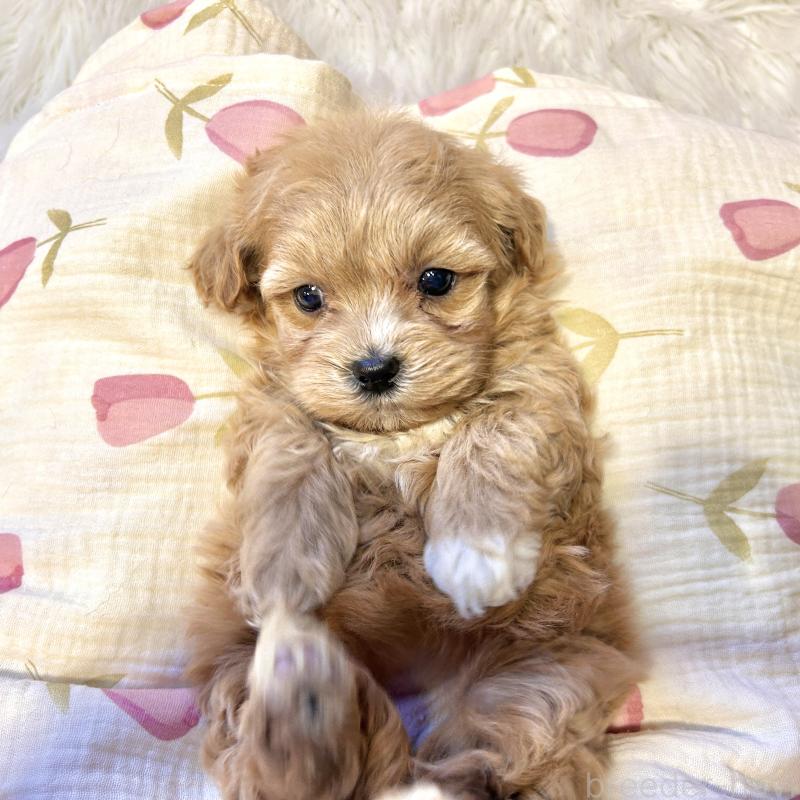 販売中の栃木県のマルプー:マルチーズ×トイプードル-445901の4枚目