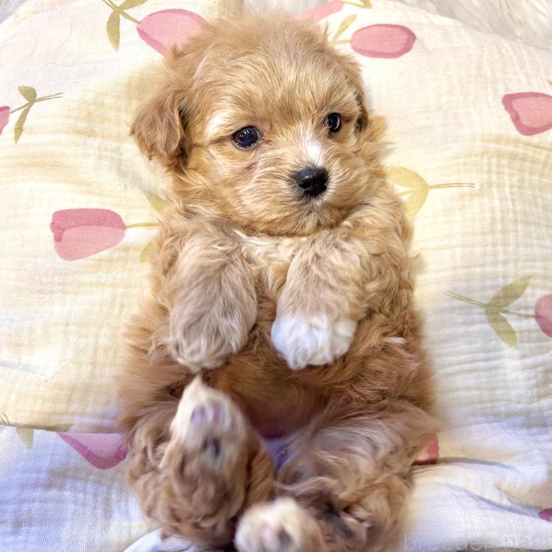 販売中の栃木県のマルプー:マルチーズ×トイプードル-445901の3枚目