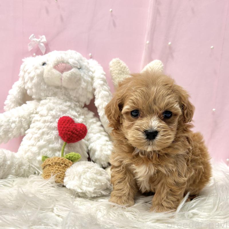 販売中の栃木県のマルプー:マルチーズ×トイプードル-445901