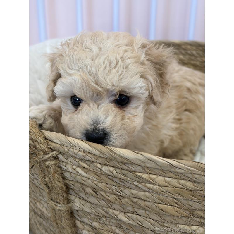 販売中の滋賀県のミックス犬-445898の7枚目