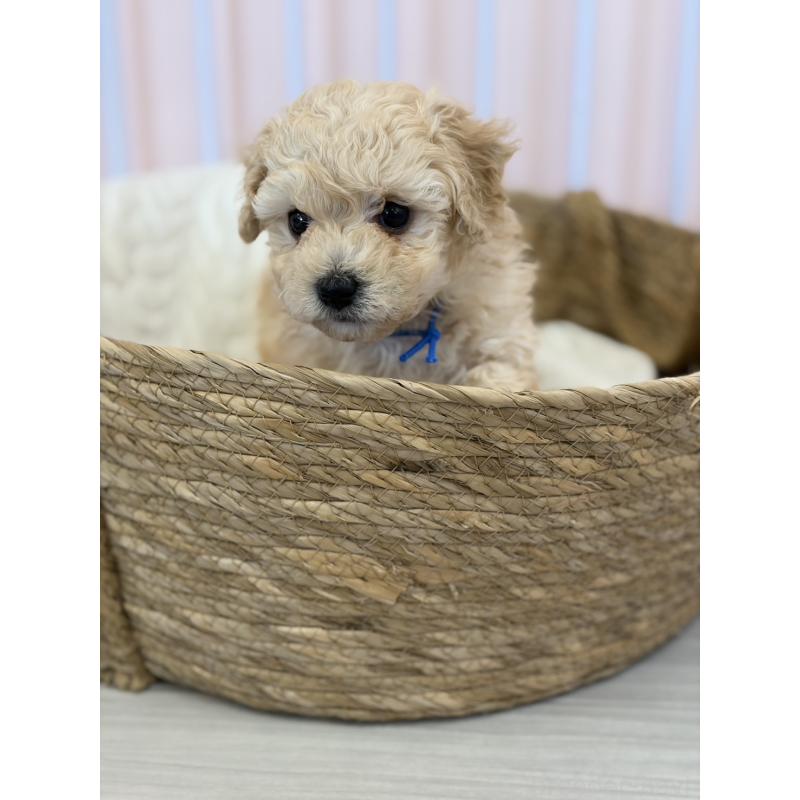 販売中の滋賀県のミックス犬-445898の5枚目