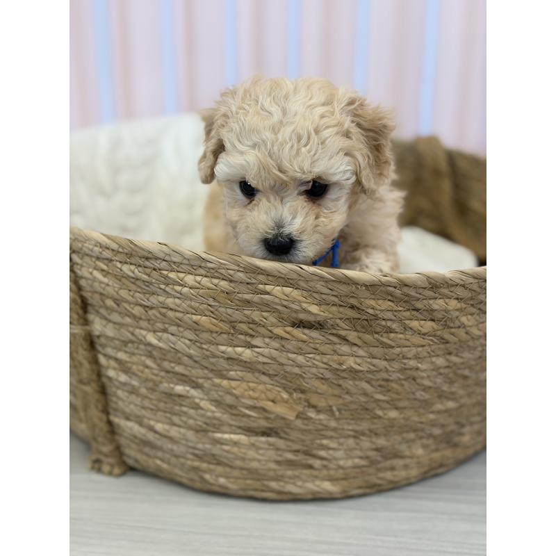 販売中の滋賀県のミックス犬-445898の4枚目