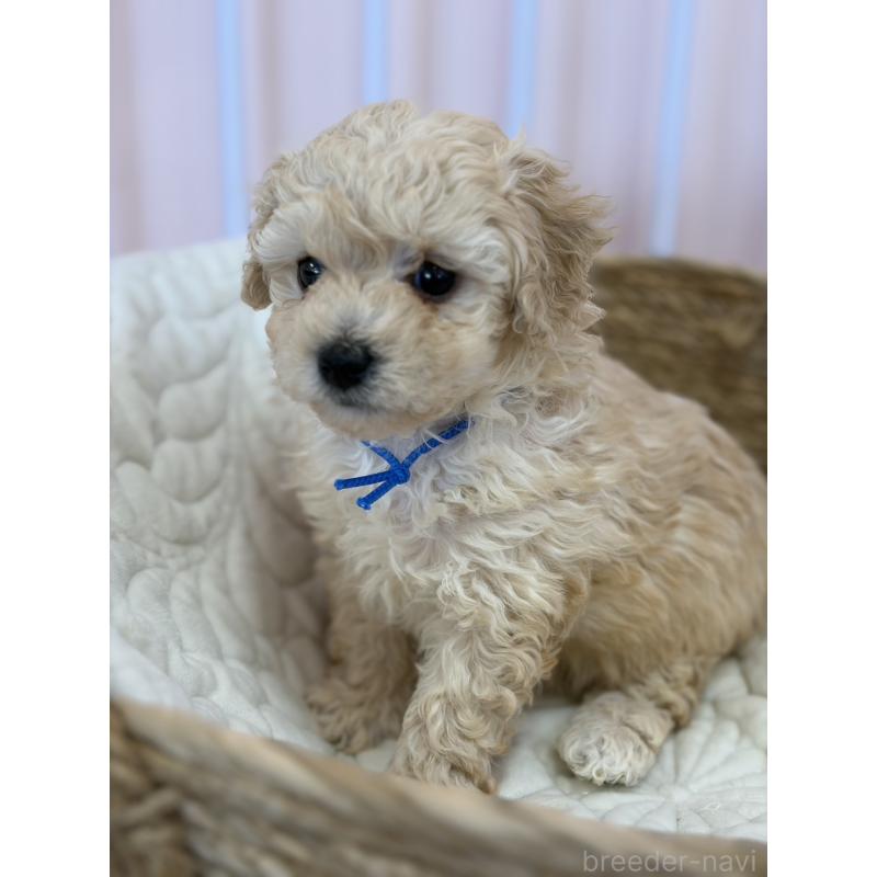 販売中の滋賀県のミックス犬-445898の3枚目