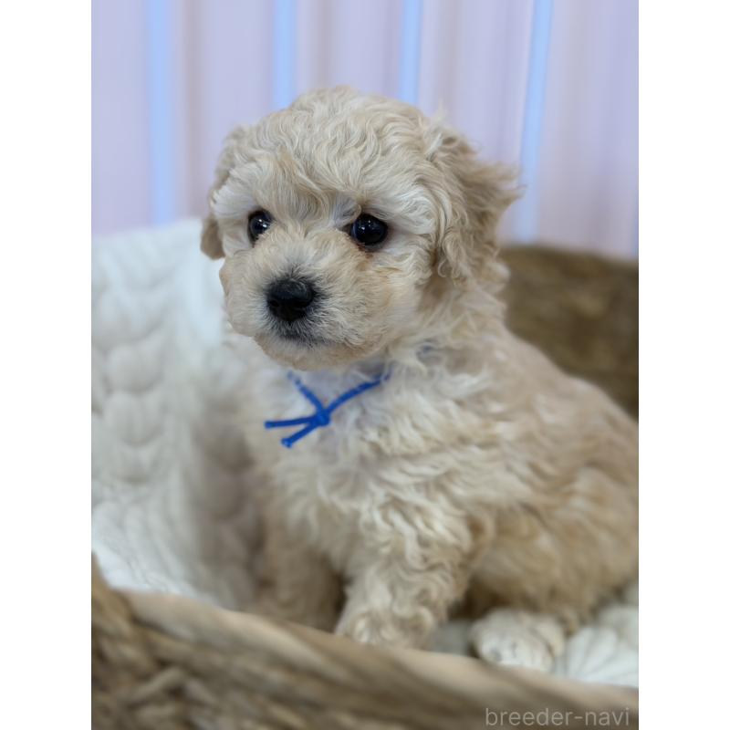 販売中の滋賀県のミックス犬-445898の2枚目