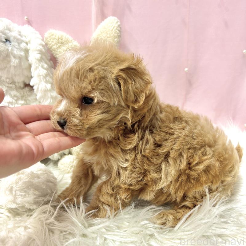 販売中の栃木県のマルプー:マルチーズ×トイプードル-445902の8枚目