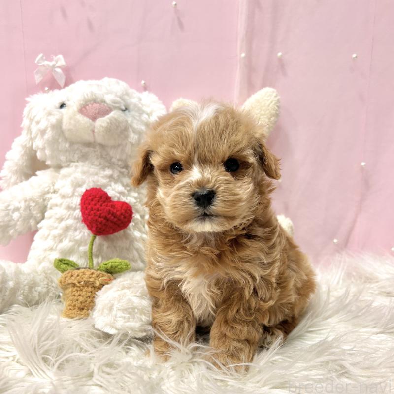 販売中の栃木県のマルプー:マルチーズ×トイプードル-445902の7枚目