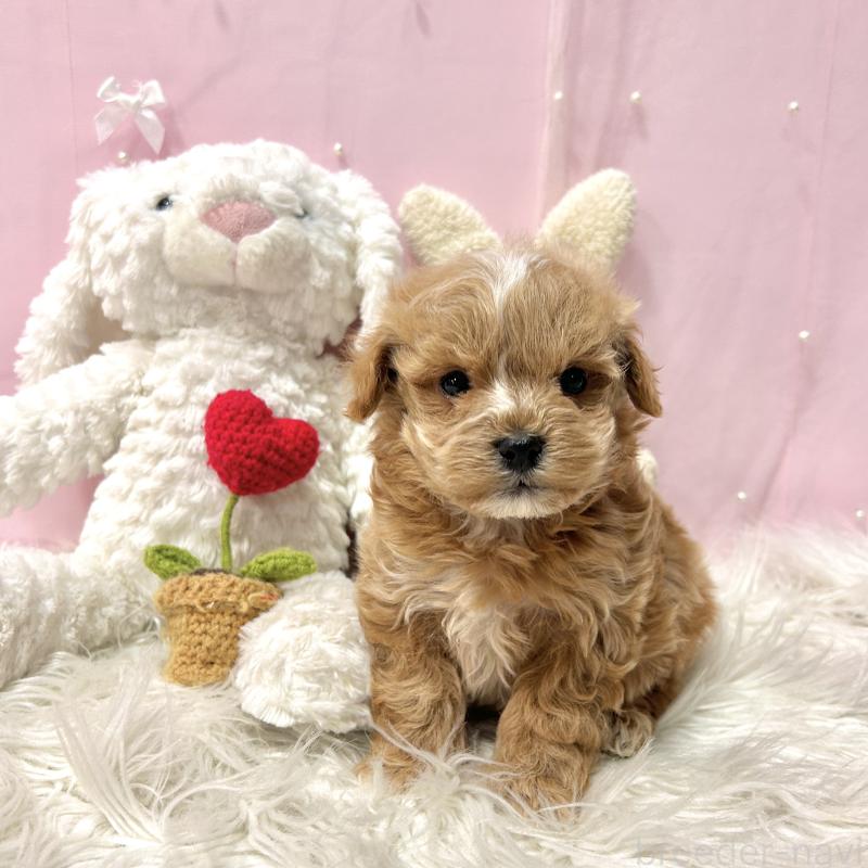 販売中の栃木県のマルプー:マルチーズ×トイプードル-445902の1枚目