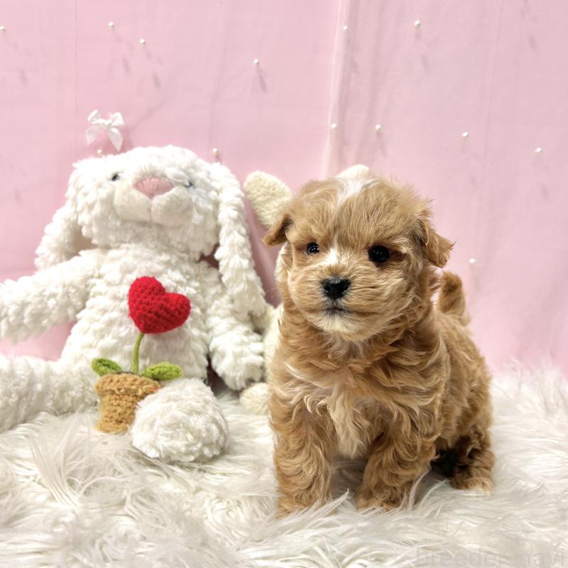 販売中の栃木県のマルプー:マルチーズ×トイプードル-445902の6枚目