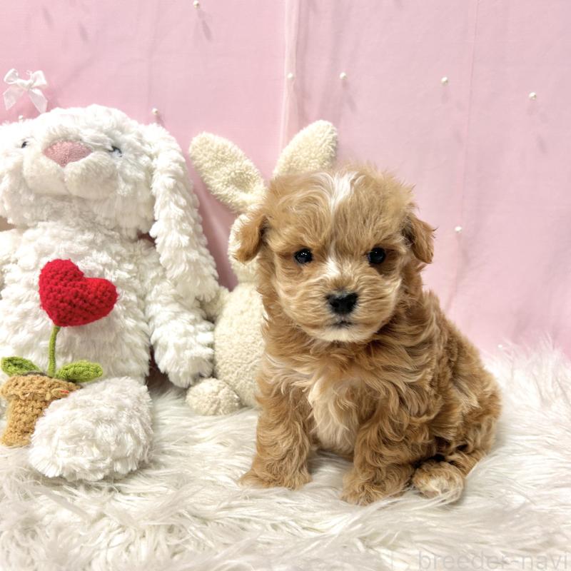 販売中の栃木県のマルプー:マルチーズ×トイプードル-445902の5枚目