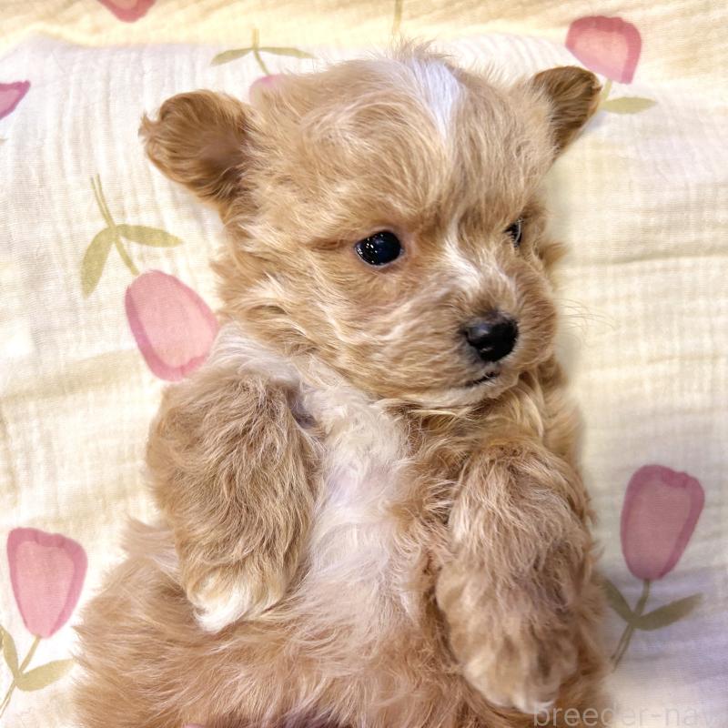 販売中の栃木県のマルプー:マルチーズ×トイプードル-445902の4枚目