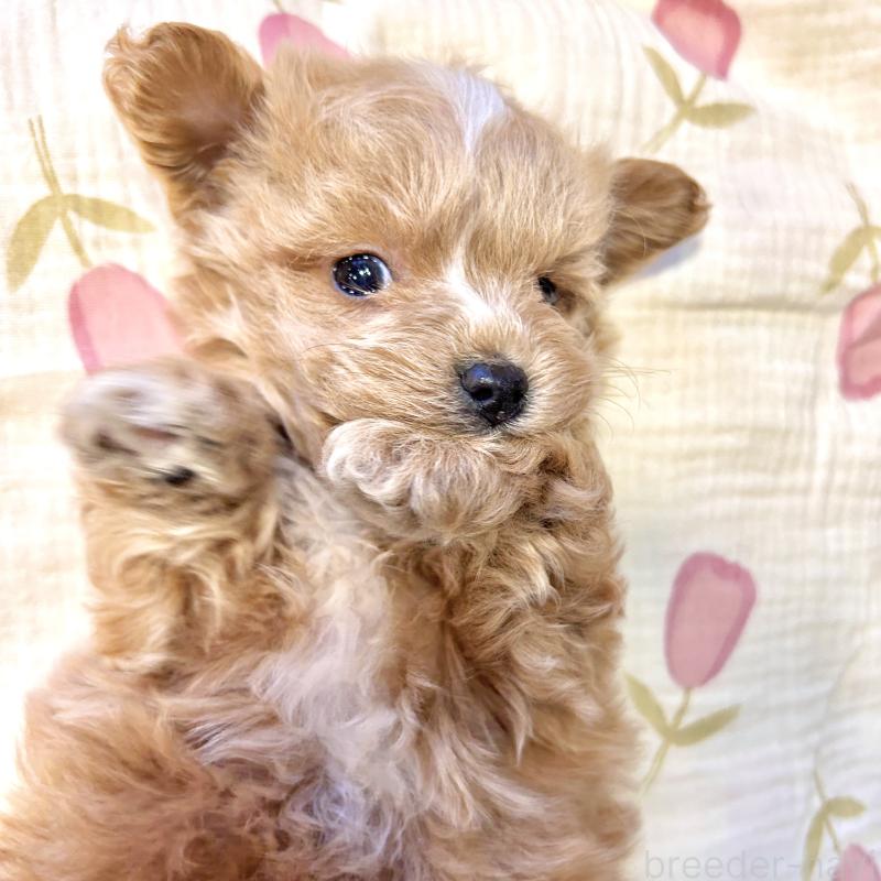 販売中の栃木県のマルプー:マルチーズ×トイプードル-445902の3枚目