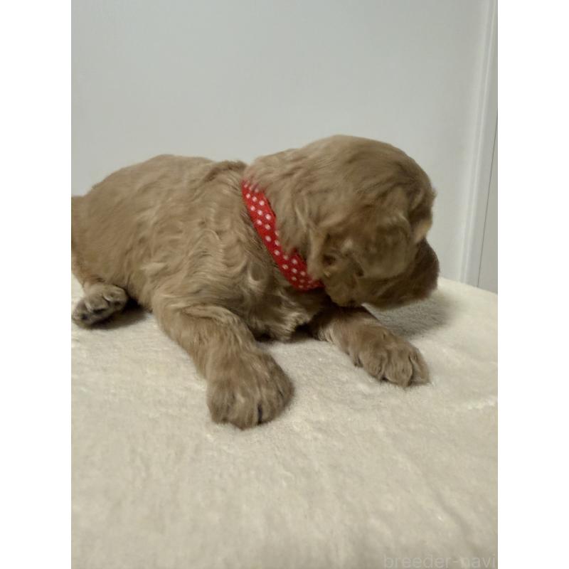 販売中の栃木県のゴールデンドゥードル:ゴールデンレトリーバー×プードル-445903の5枚目