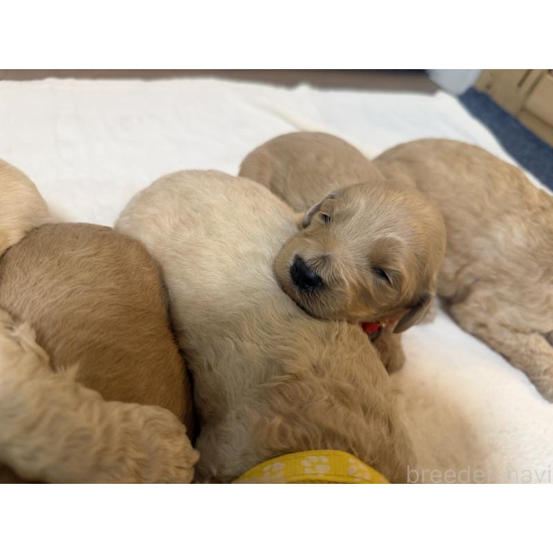 販売中の栃木県のゴールデンドゥードル:ゴールデンレトリーバー×プードル-445903の3枚目
