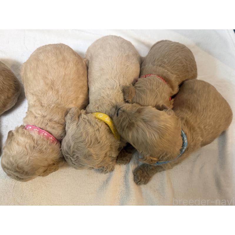 販売中の栃木県のゴールデンドゥードル:ゴールデンレトリーバー×プードル-445903の2枚目