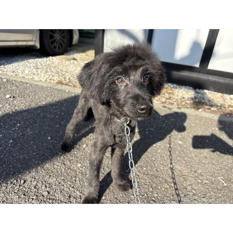 販売中の東京都のミックス犬-408786の7枚目