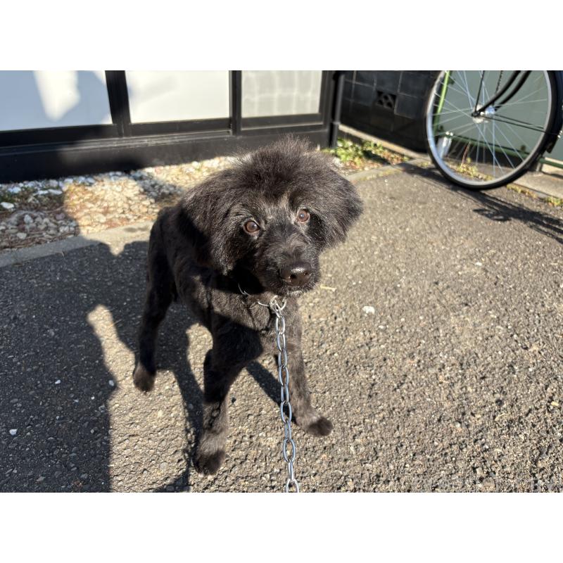 販売中の東京都のミックス犬-408786の6枚目