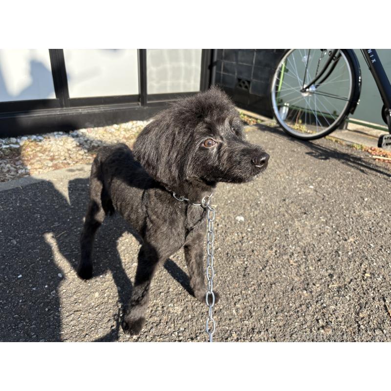 販売中の東京都のミックス犬-408786の5枚目