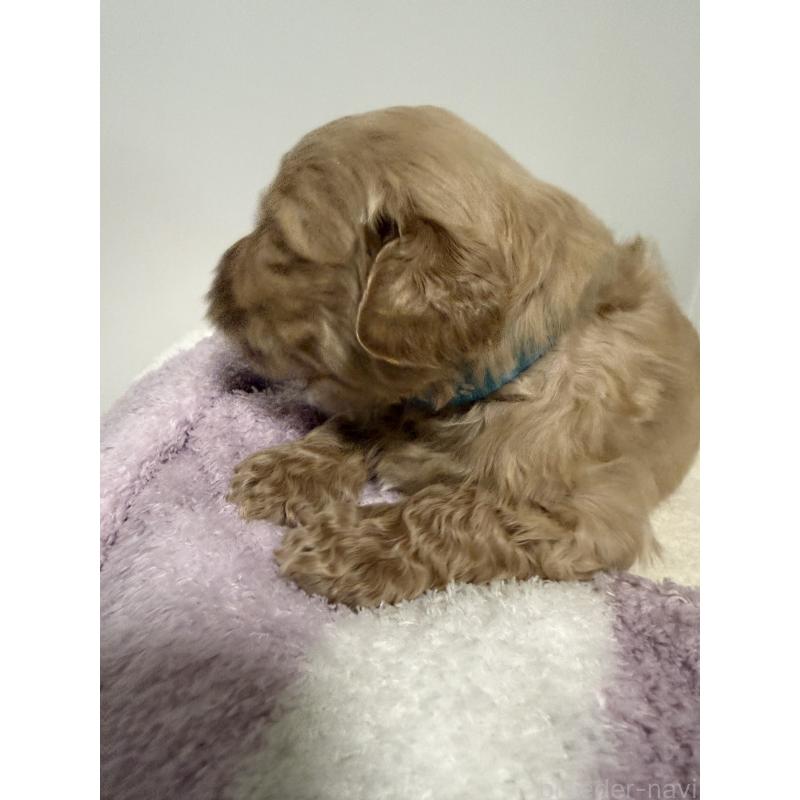 販売中の栃木県のゴールデンドゥードル:ゴールデンレトリーバー×プードル-445904の5枚目