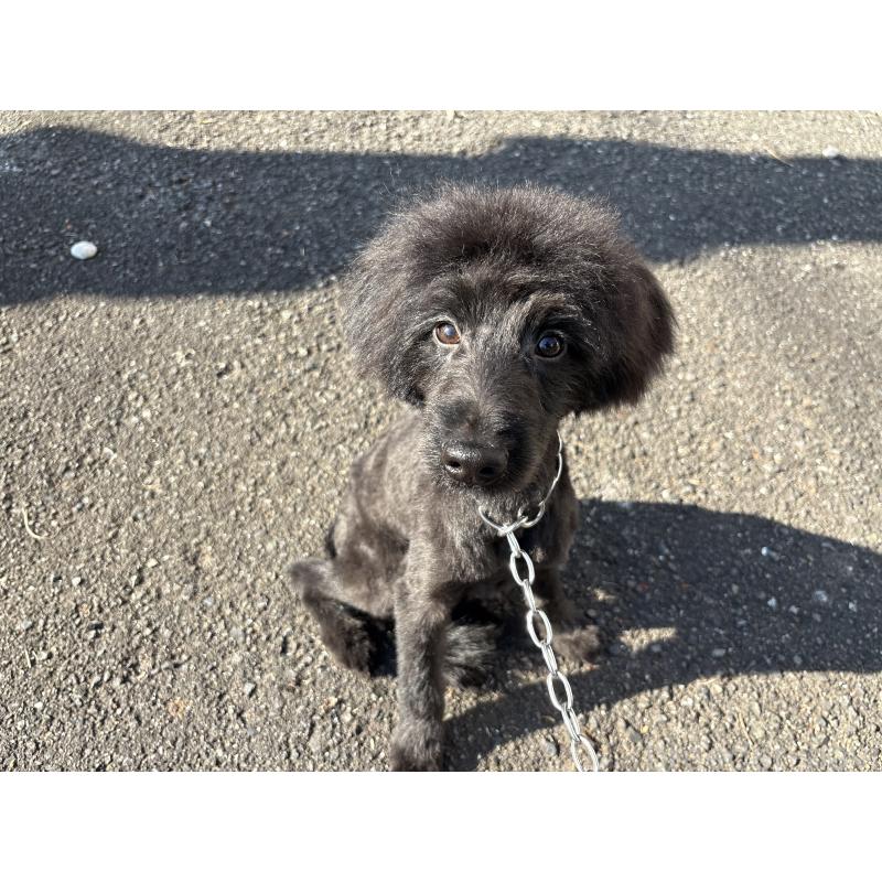 販売中の東京都のミックス犬-408786の4枚目