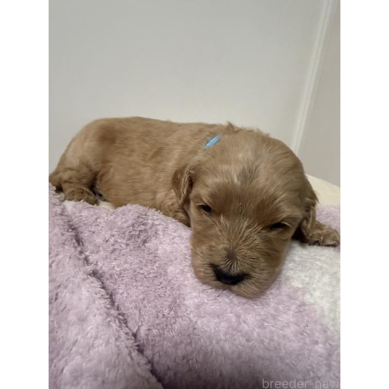 販売中の栃木県のゴールデンドゥードル:ゴールデンレトリーバー×プードル-445904の4枚目