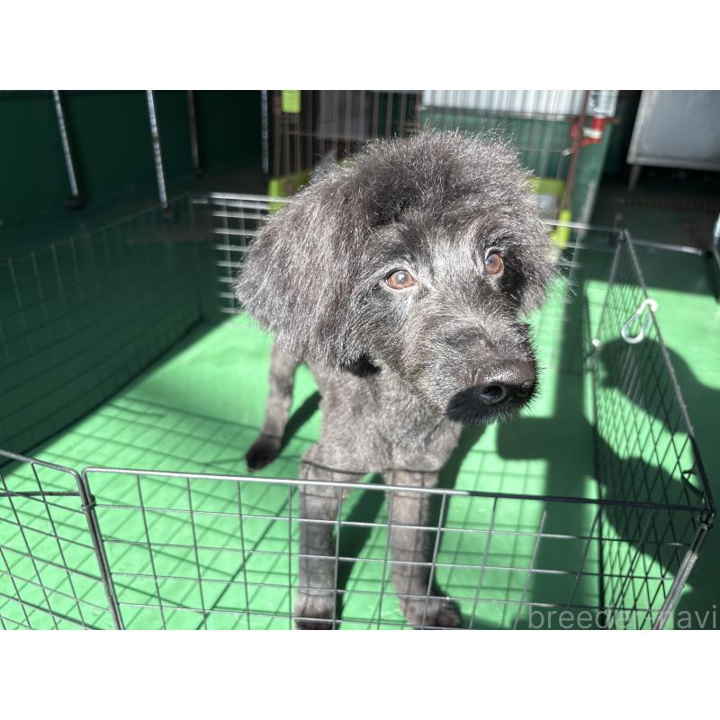 販売中の東京都のミックス犬-408786の3枚目