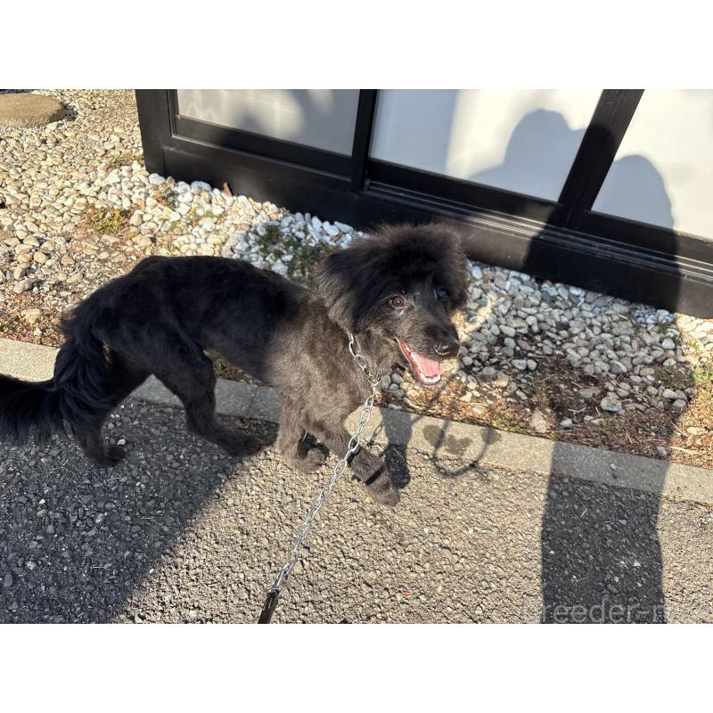 販売中の東京都のミックス犬-408786の2枚目