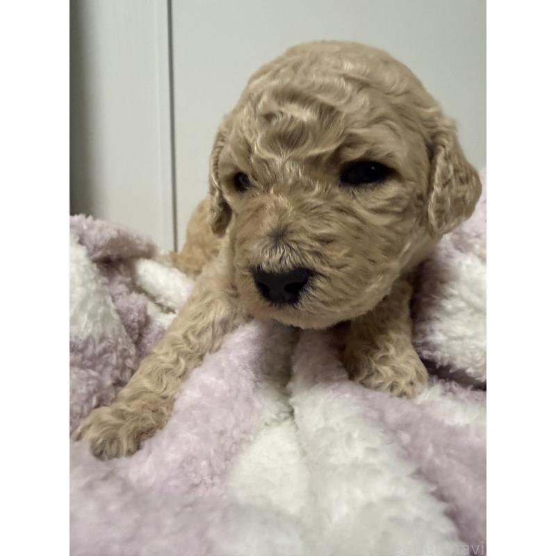 販売中の栃木県のゴールデンドゥードル:ゴールデンレトリーバー×プードル-445905の5枚目