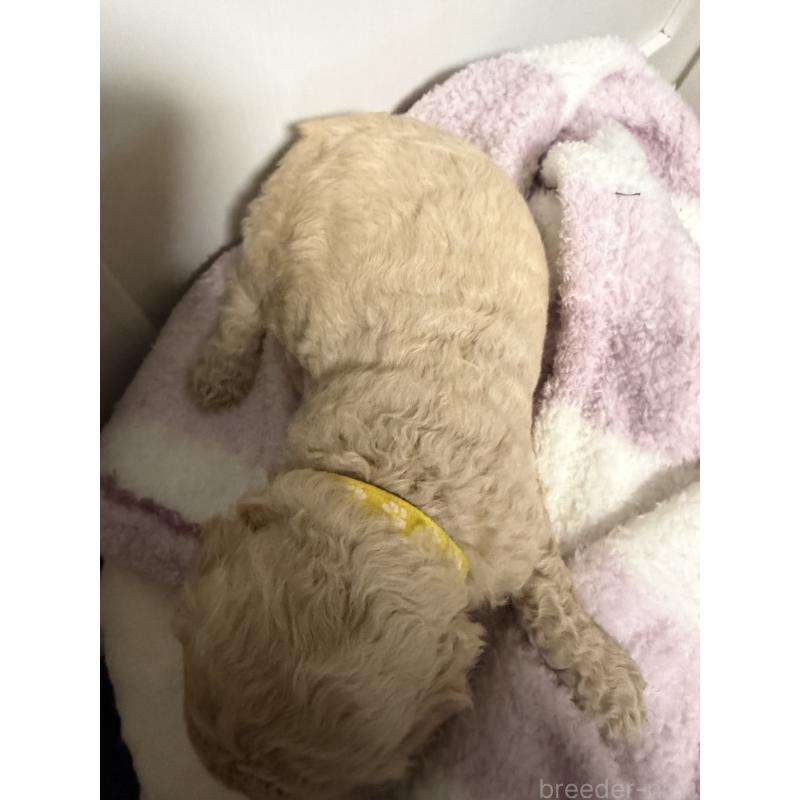 販売中の栃木県のゴールデンドゥードル:ゴールデンレトリーバー×プードル-445905の4枚目