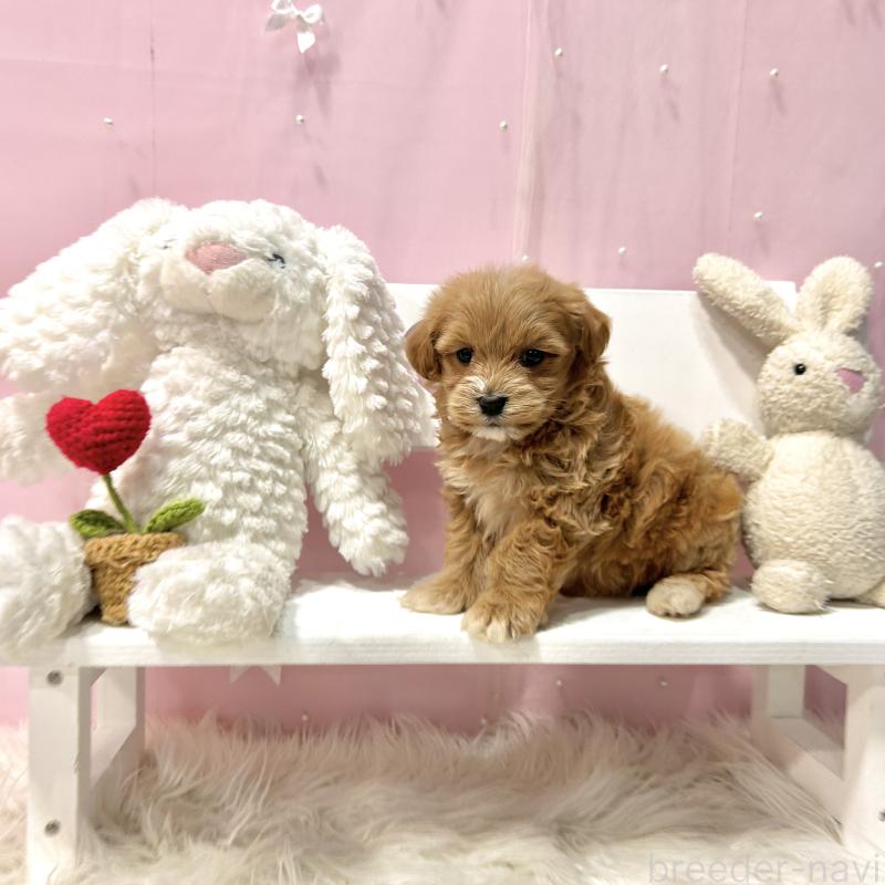 販売中の栃木県のマルプー:マルチーズ×トイプードル-445907の8枚目