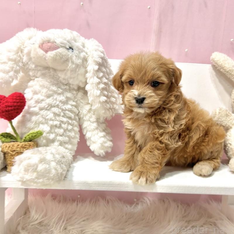 販売中の栃木県のマルプー:マルチーズ×トイプードル-445907の7枚目