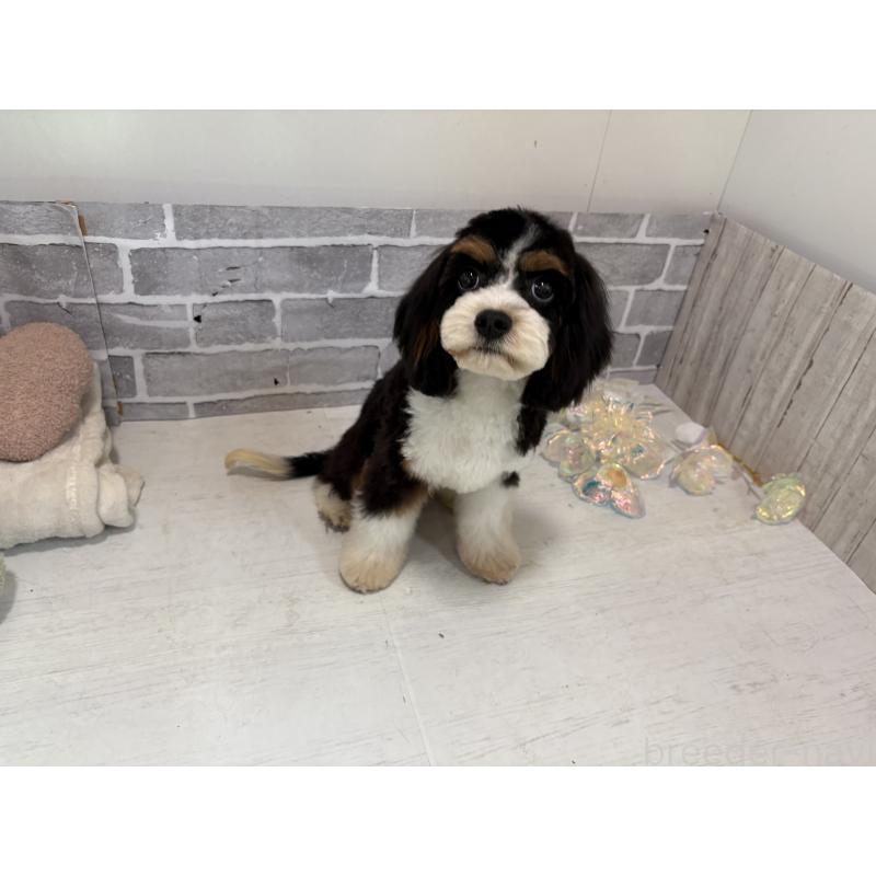 販売中の東京都のキャバプー:キャバリア×トイプードル-408773の9枚目