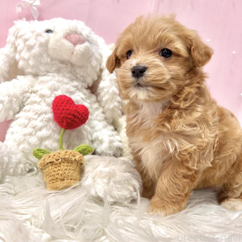 販売中の栃木県のマルプー:マルチーズ×トイプードル-445907の6枚目