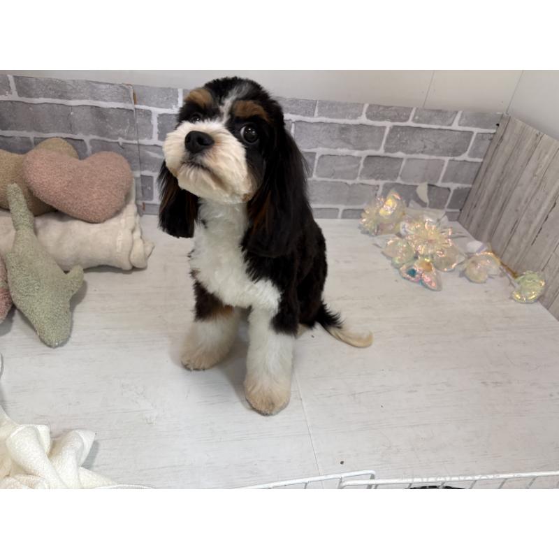 販売中の東京都のキャバプー:キャバリア×トイプードル-408773の8枚目