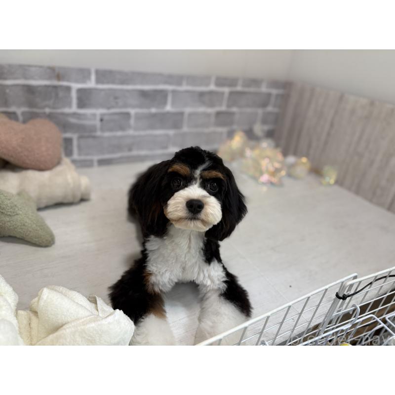 販売中の東京都のキャバプー:キャバリア×トイプードル-408773の6枚目