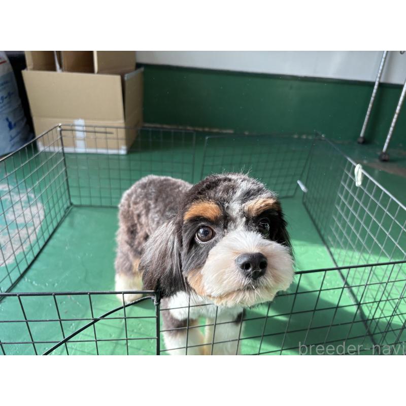 販売中の東京都のキャバプー:キャバリア×トイプードル-408773の5枚目