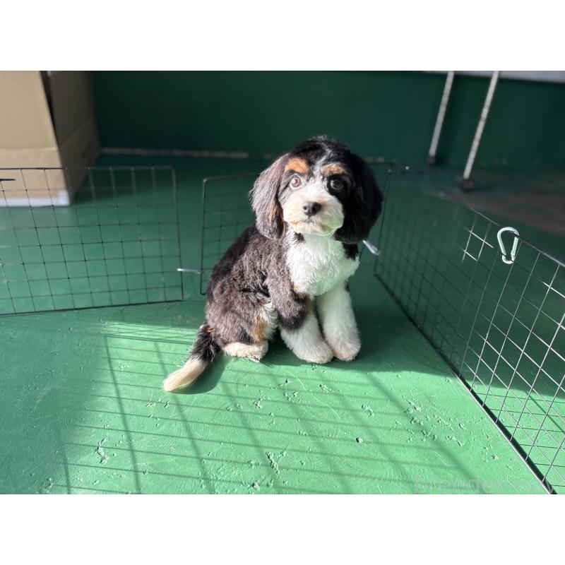 販売中の東京都のキャバプー:キャバリア×トイプードル-408773の3枚目