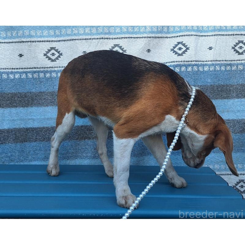 販売中の鹿児島県のビーグル-445868の3枚目