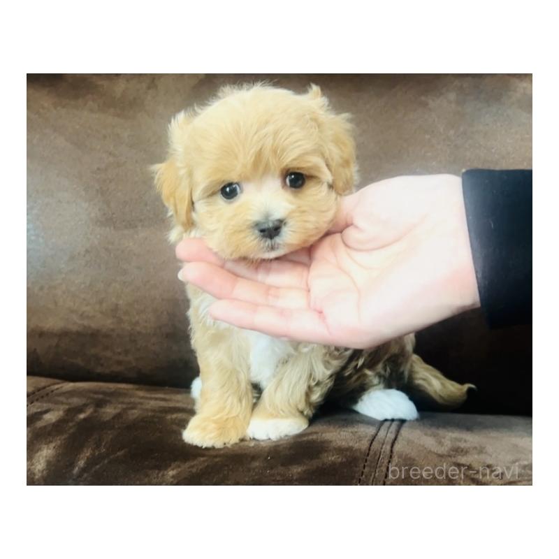 販売中の福岡県のミックス犬-445878の7枚目