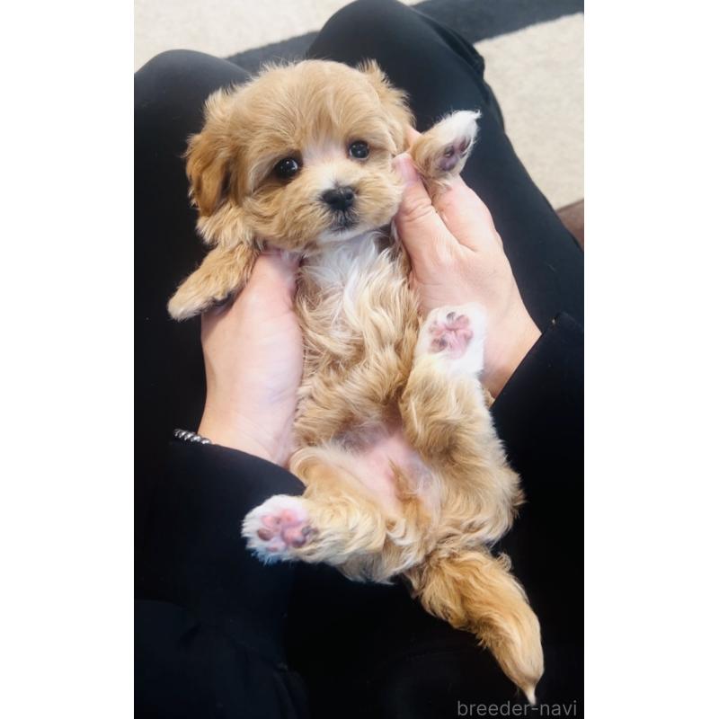 販売中の福岡県のミックス犬-445878の6枚目