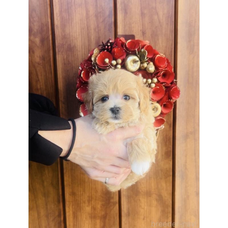 販売中の福岡県のミックス犬-445878の4枚目