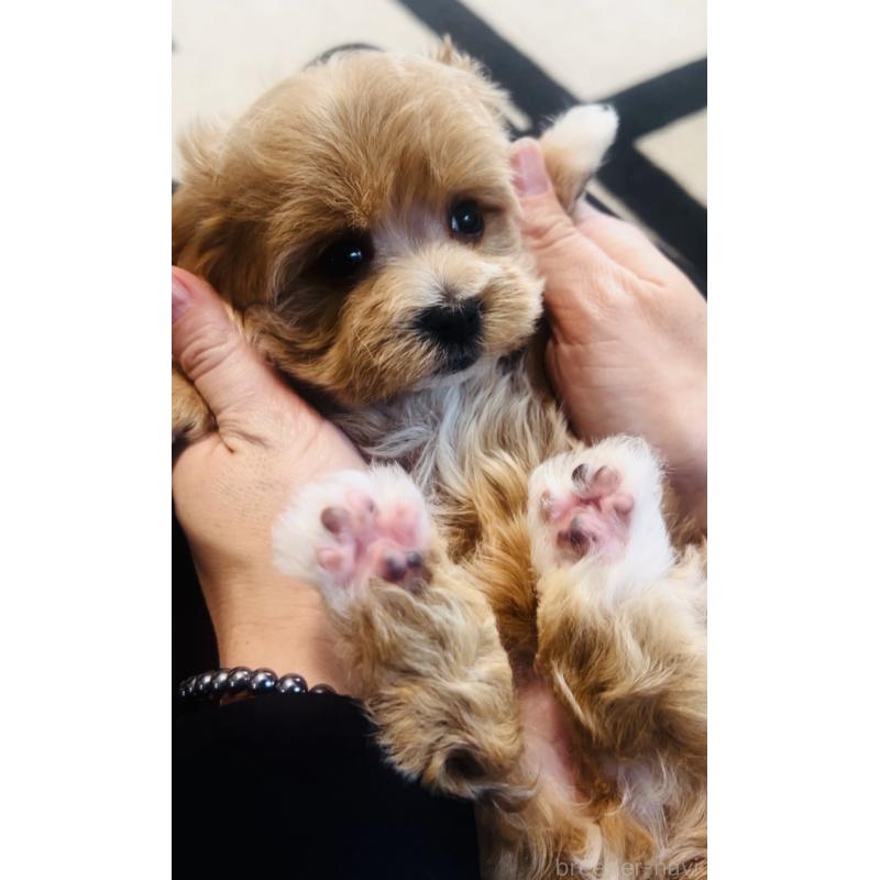 販売中の福岡県のミックス犬-445878の3枚目