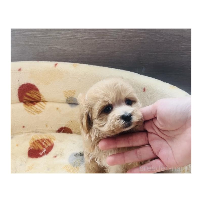 販売中の福岡県のミックス犬-445878の2枚目