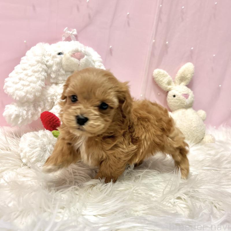 販売中の栃木県のマルプー:マルチーズ×トイプードル-445910の10枚目