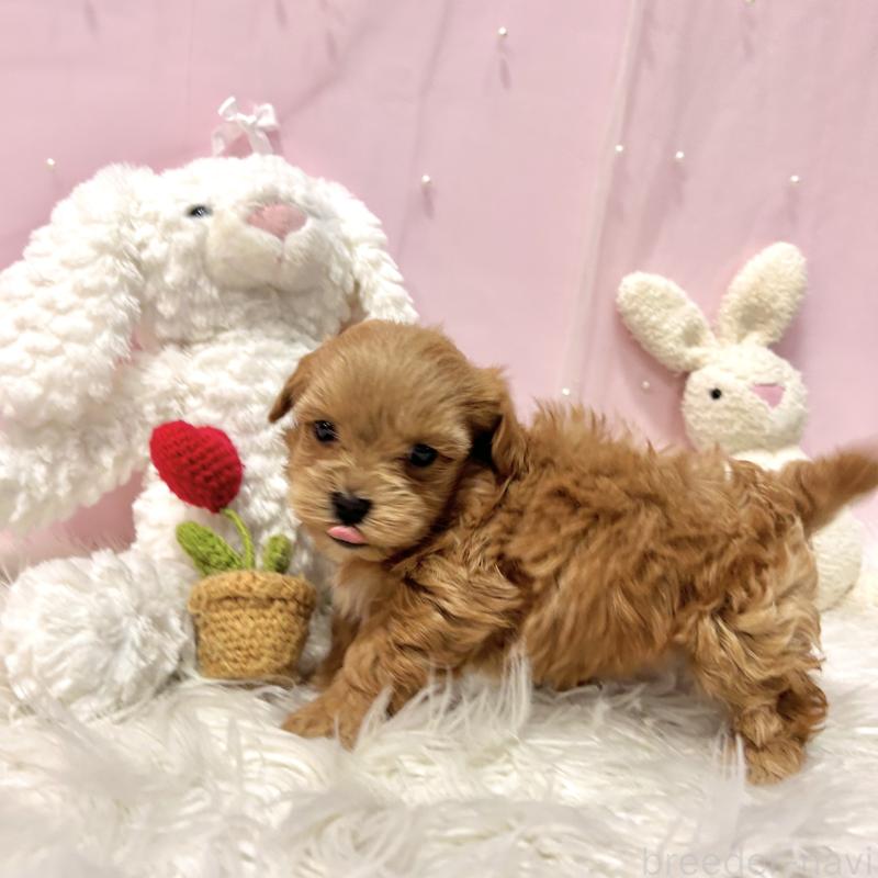 販売中の栃木県のマルプー:マルチーズ×トイプードル-445910の9枚目