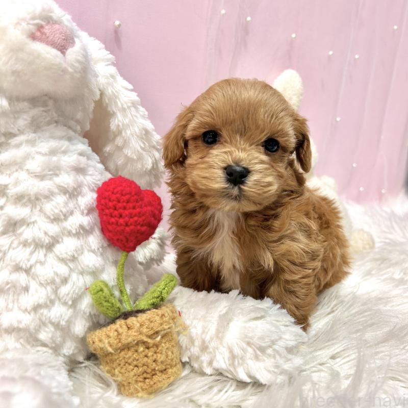 販売中の栃木県のマルプー:マルチーズ×トイプードル-445910