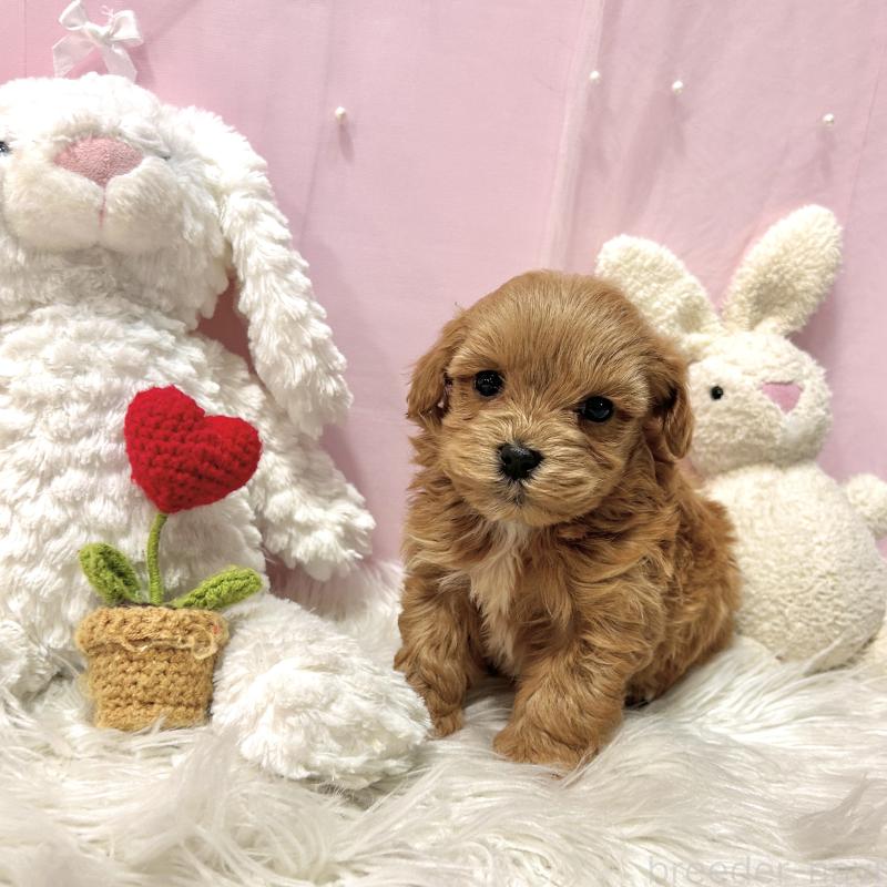 販売中の栃木県のマルプー:マルチーズ×トイプードル-445910の8枚目