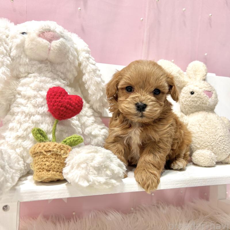 販売中の栃木県のマルプー:マルチーズ×トイプードル-445910の7枚目