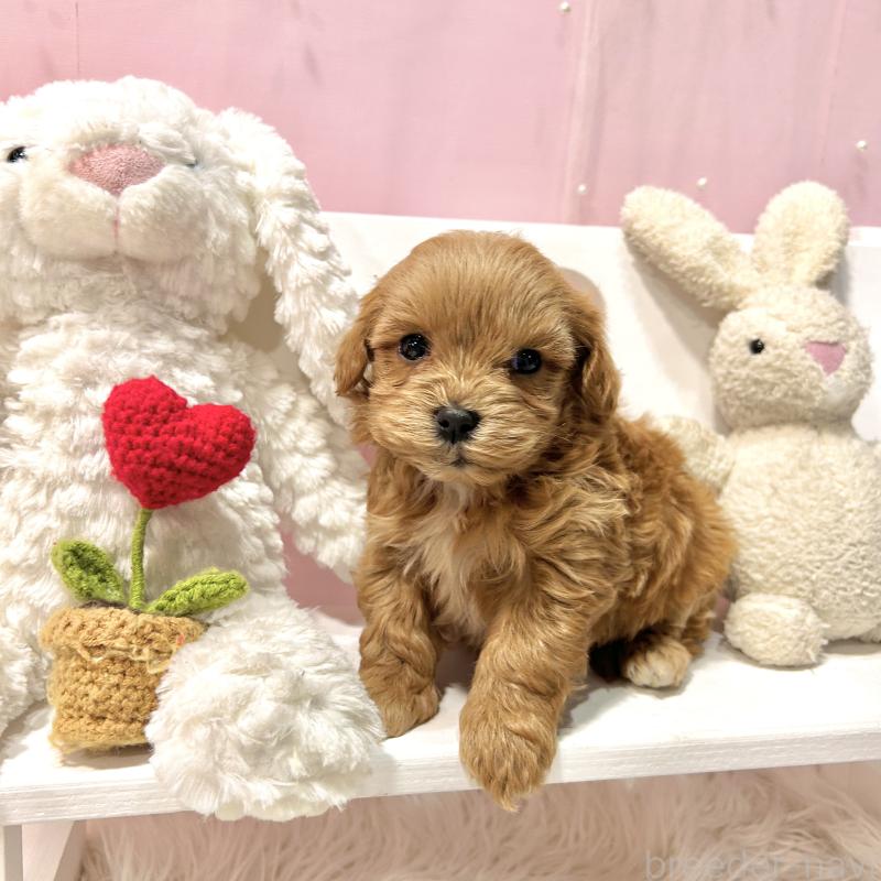 販売中の栃木県のマルプー:マルチーズ×トイプードル-445910の5枚目